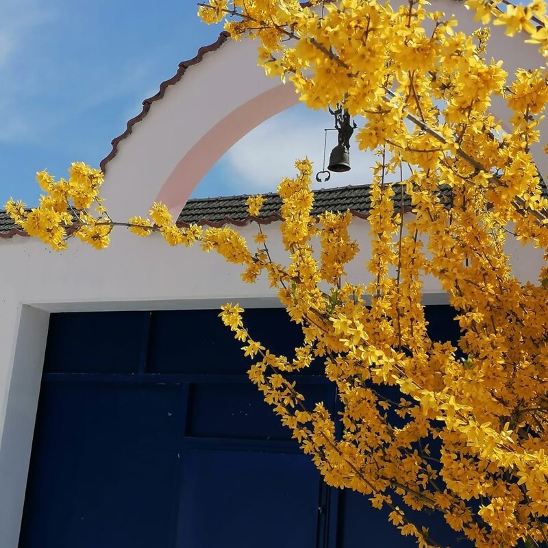 Blooming forsythia by charming facade – House Brandnerhof for short-term rental & temporary housing for 1 to 6 months in Gols