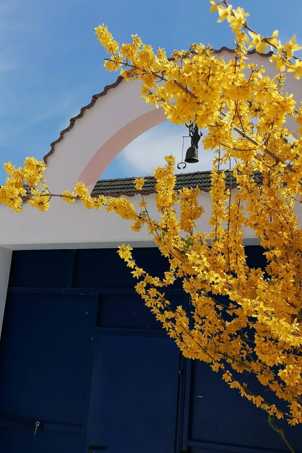 Blooming forsythia by charming facade – House Brandnerhof for short-term rental & temporary housing for 1 to 6 months in Gols