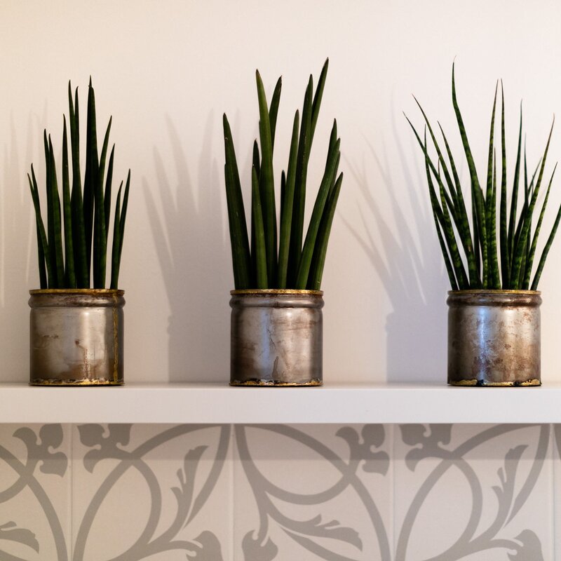 dezent platzierte Planzen für ein angenehmes Wohngefühl