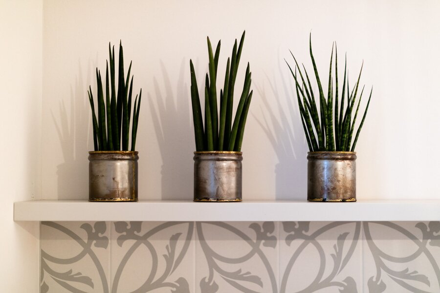 dezent platzierte Planzen für ein angenehmes Wohngefühl