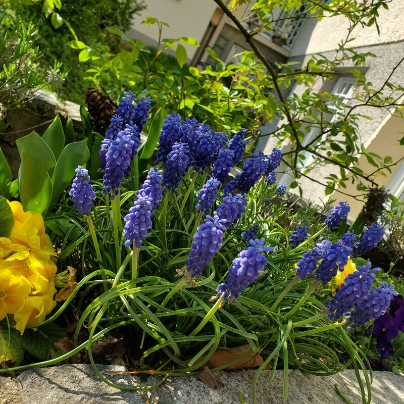 Gardenimpressions