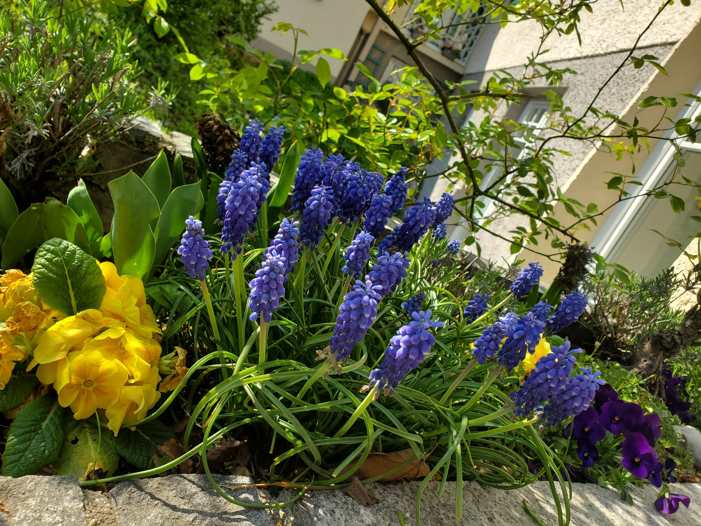 Gardenimpressions