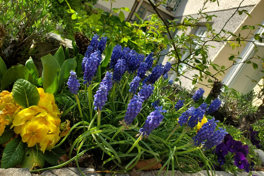 Gardenimpressions