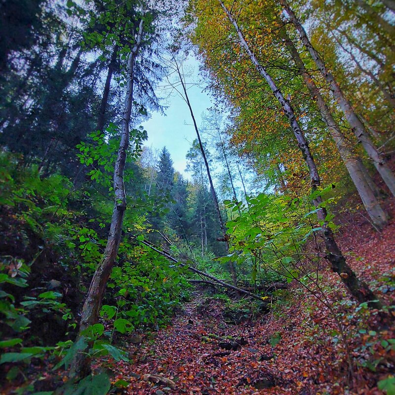 Angrenzender Wald