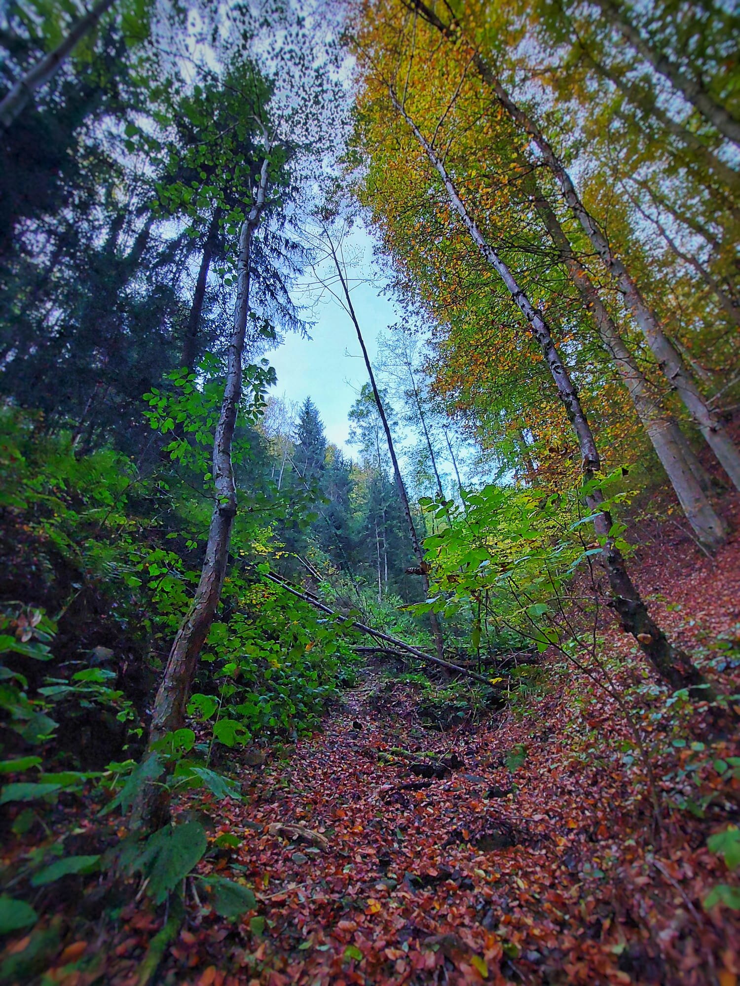 Angrenzender Wald