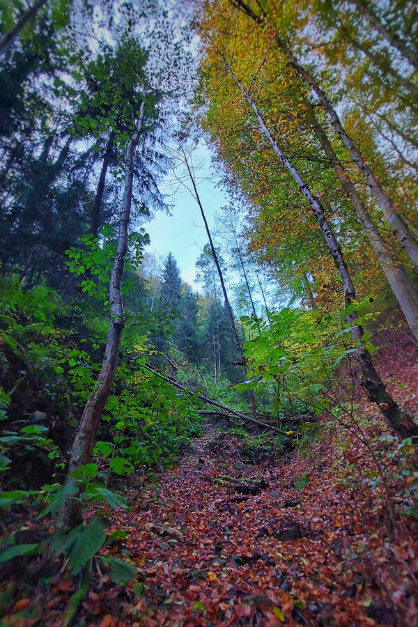 Angrenzender Wald