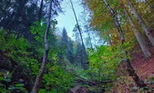 Environment