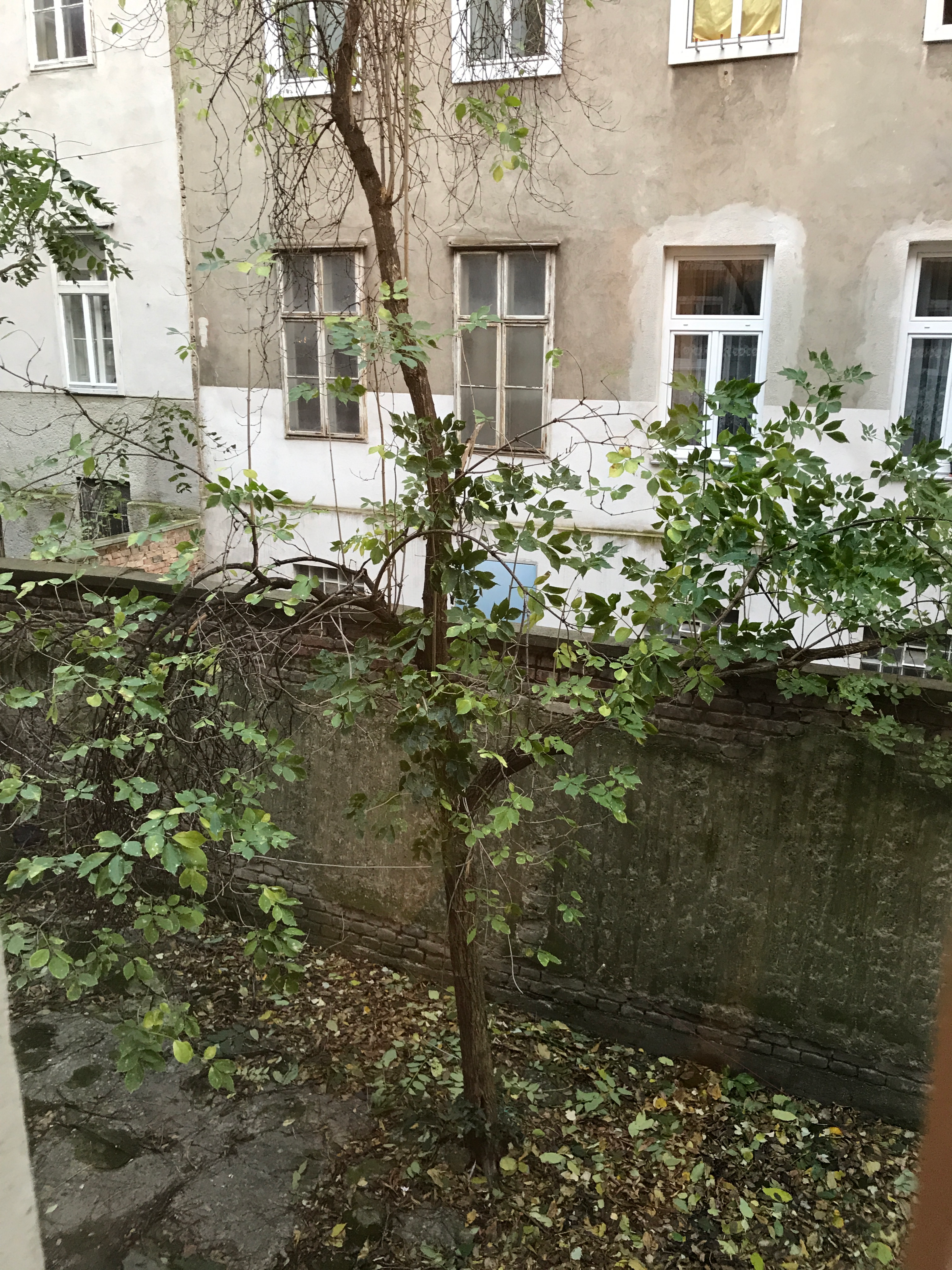 Ausblick Fenster zum Hof