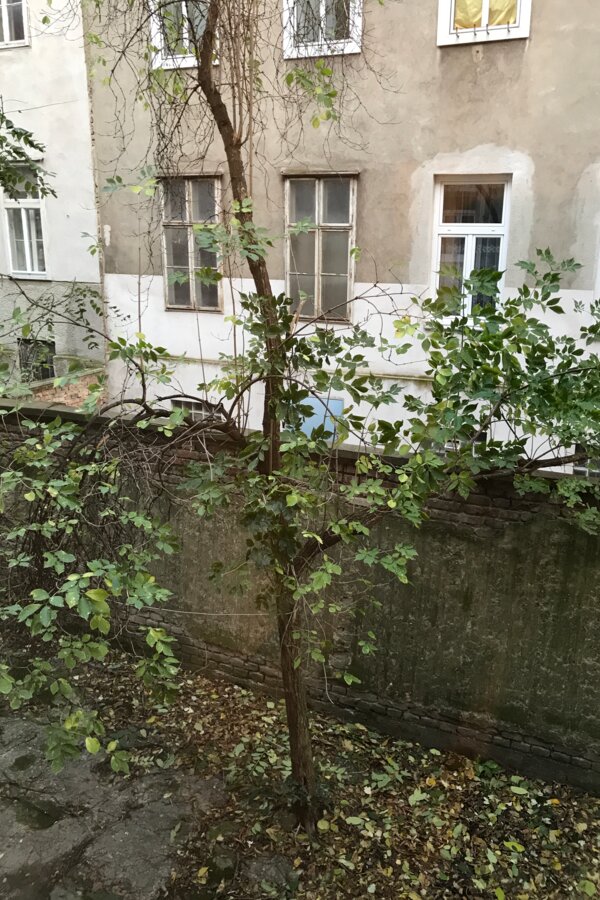 Ausblick Fenster zum Hof