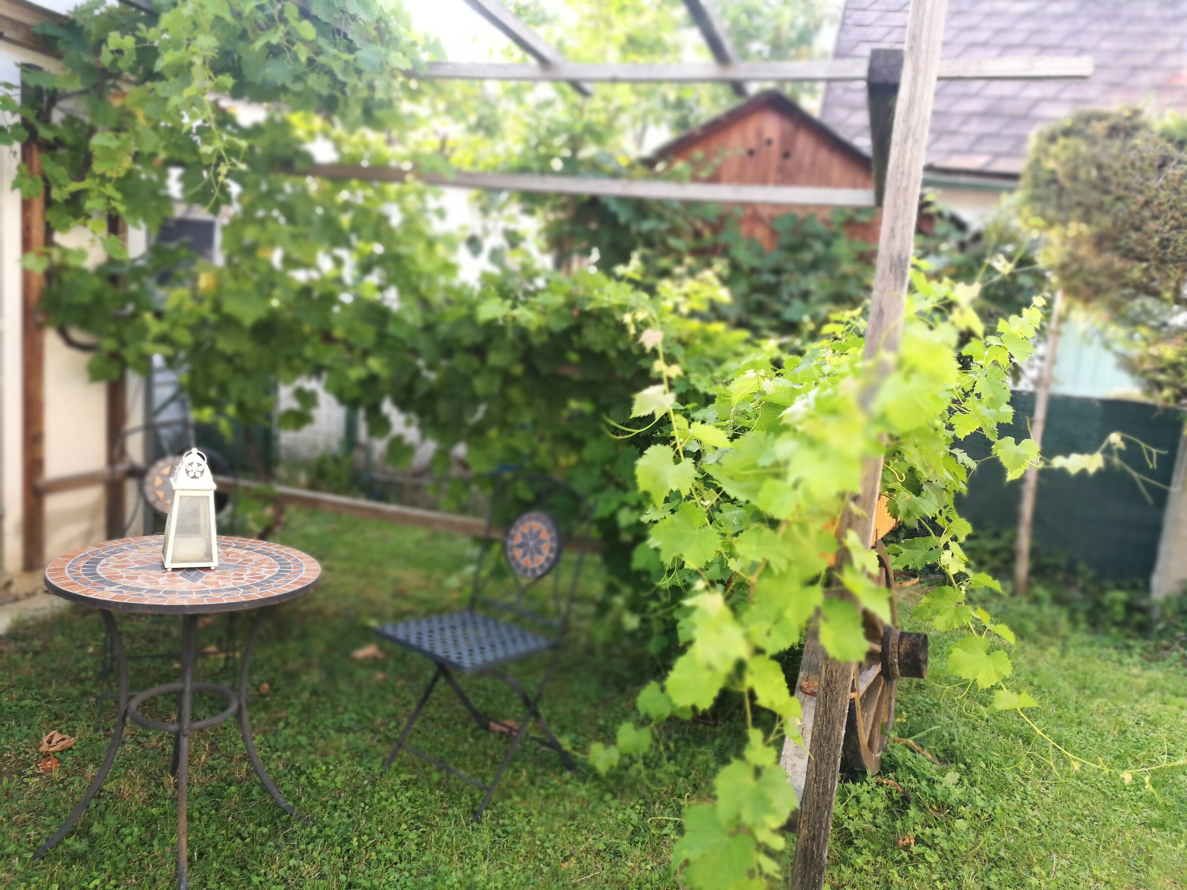 Garden pergola with vines: 2-room apartment, short-term rental Graz, temporary housing for 1 to 6 months