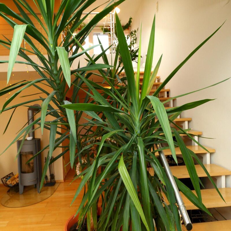 Treppe zur Galerie und Terrasse