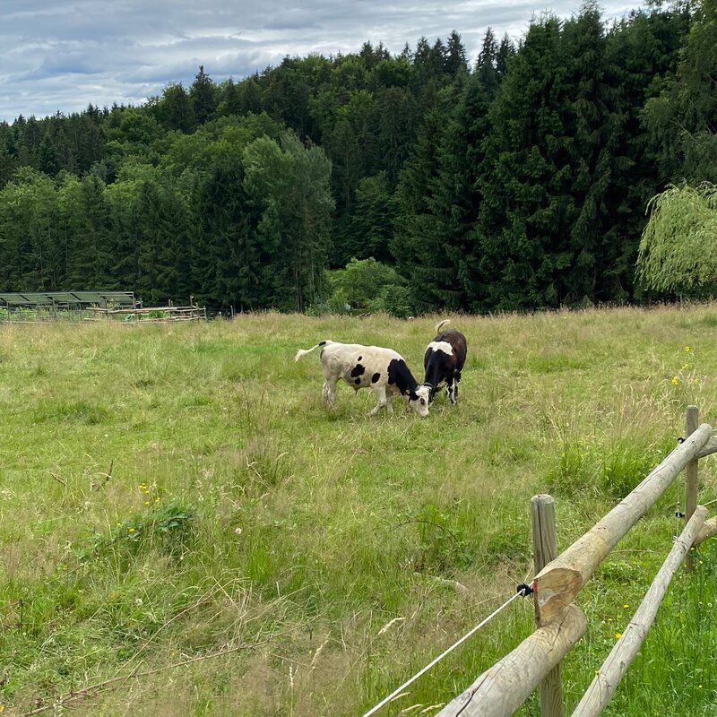 adjacent cow pasture