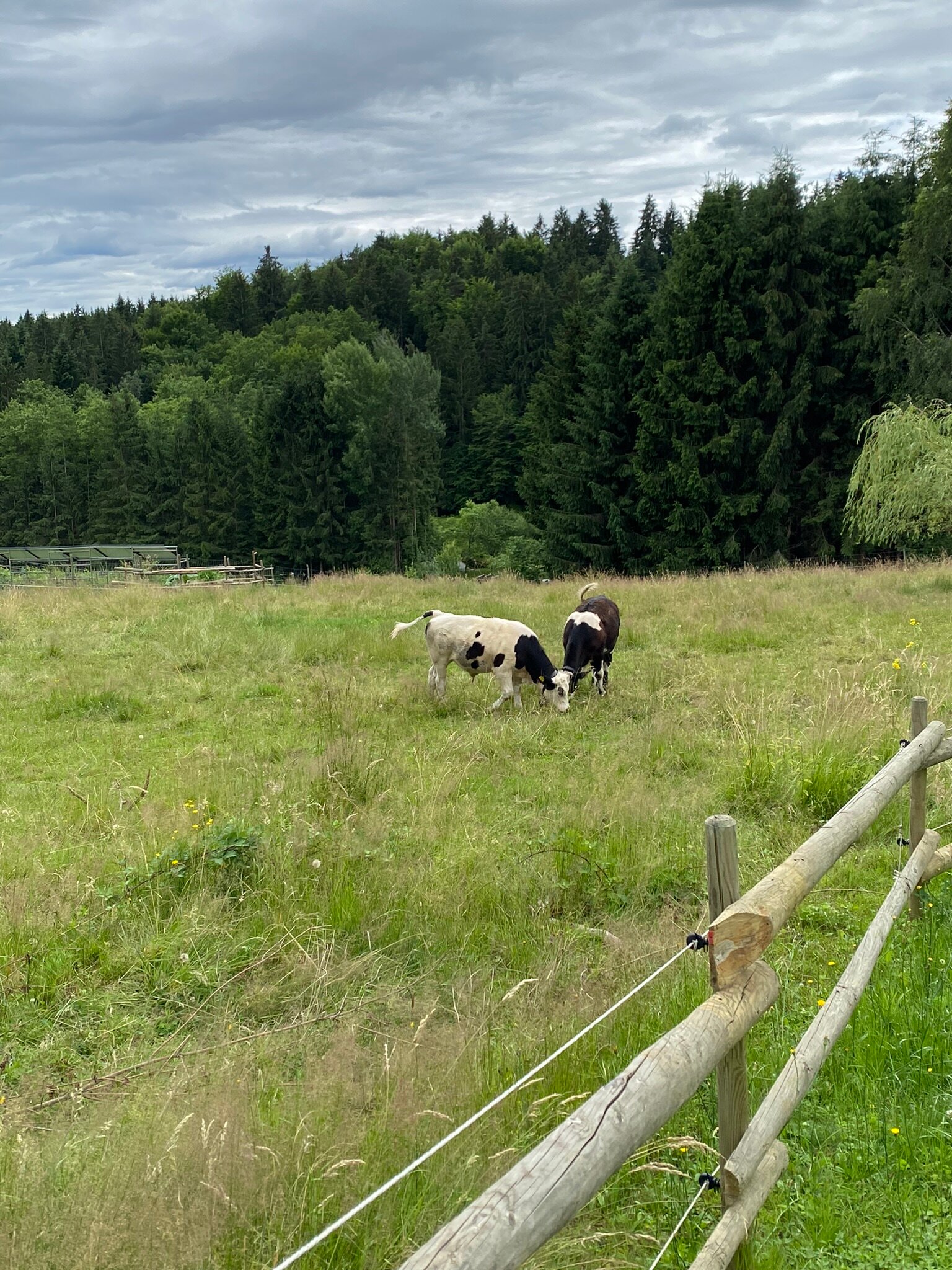 adjacent cow pasture