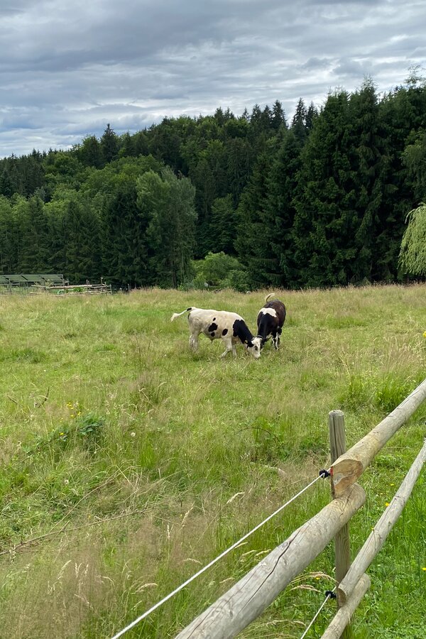 adjacent cow pasture