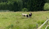 angrenzende Kuhweide