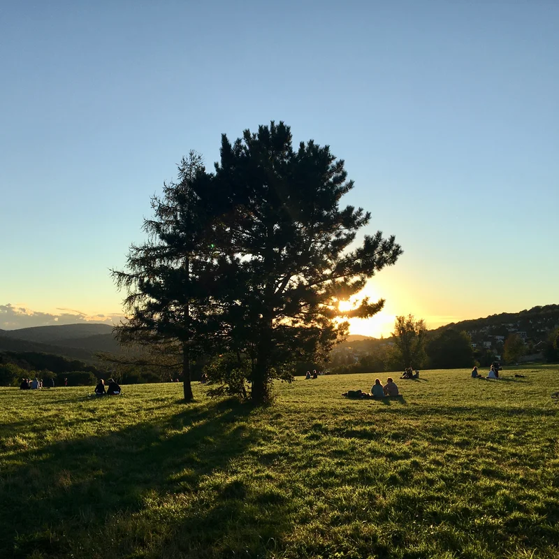 Sonnenuntergang auf den Steinhofgründen gegenüber
