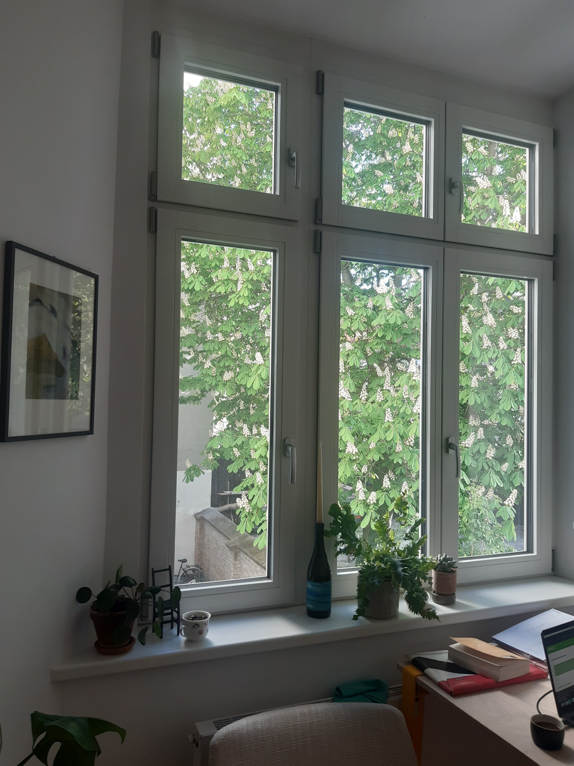 Aussicht des Wohn-/Arbeitszimmers auf den Kastanienbaum, südseitig