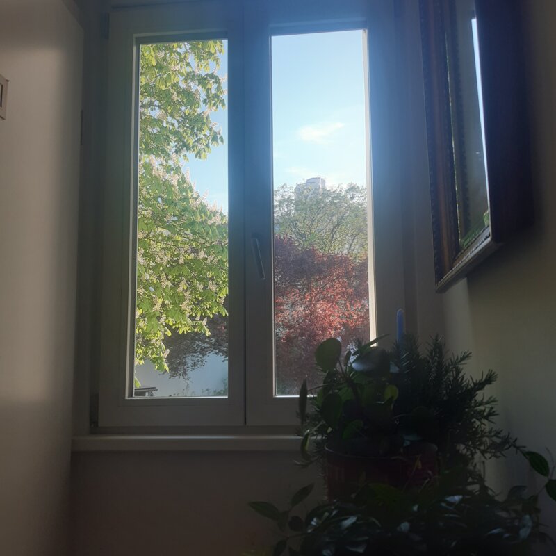 view from the kitchen window, East facing