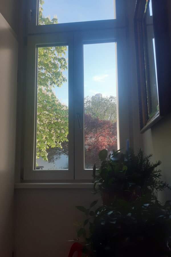 view from the kitchen window, East facing