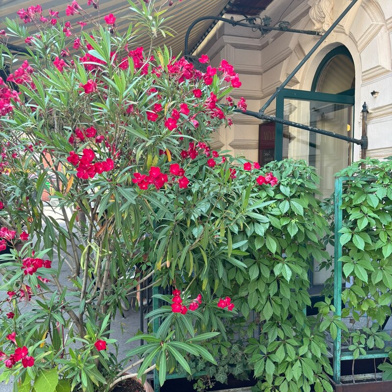 Gastgarten Blumen