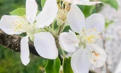 Gartenpflanzen