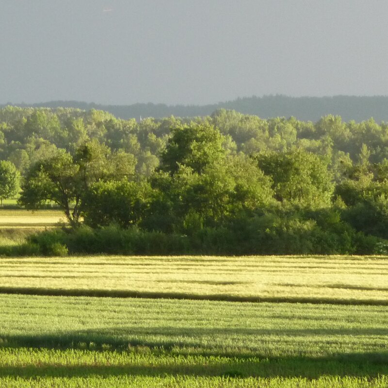Surrounding fields and Danube floodplains