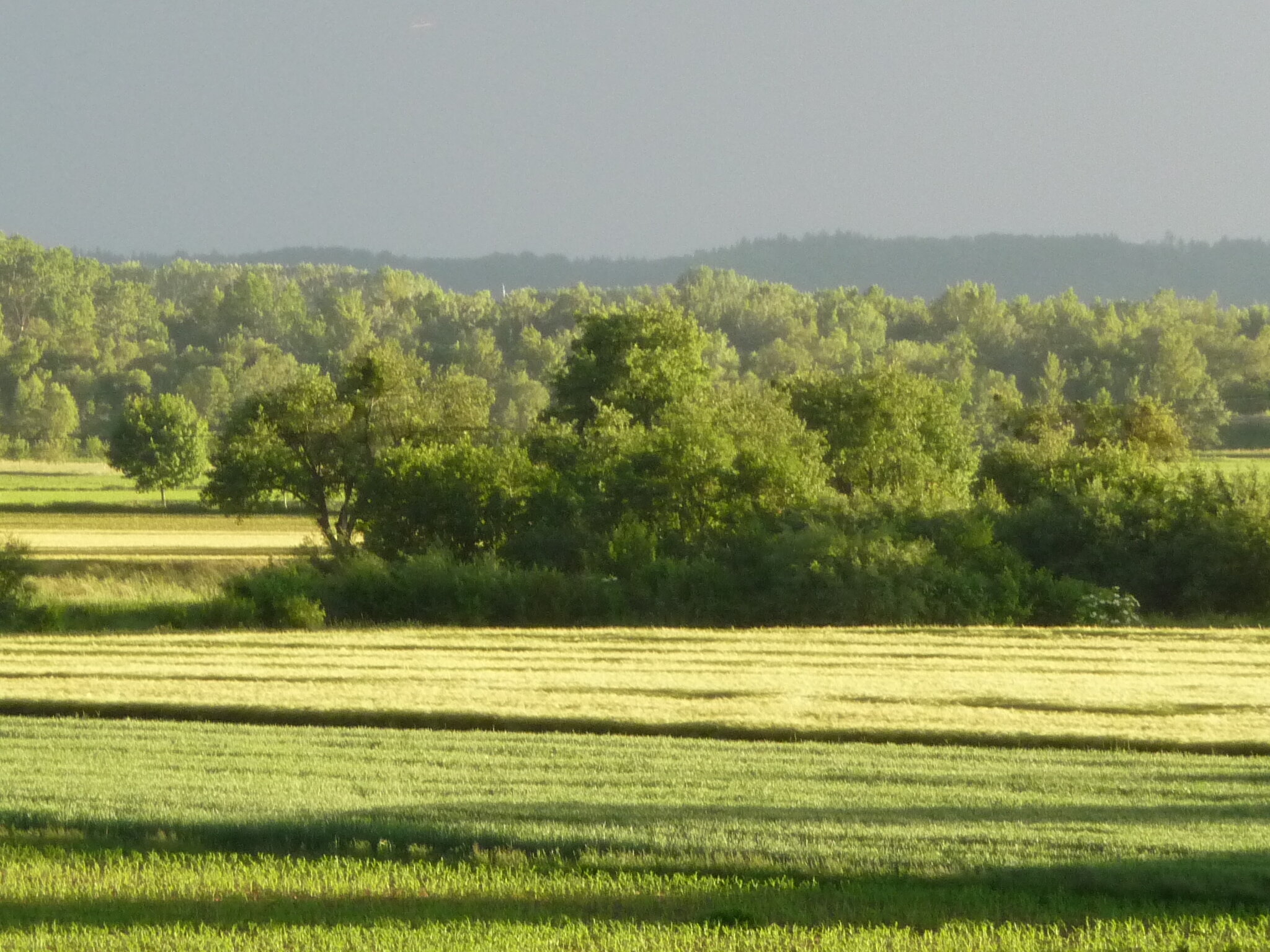 Surrounding fields and Danube floodplains