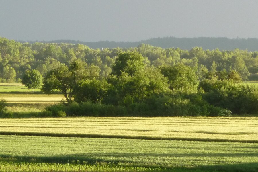 Surrounding fields and Danube floodplains