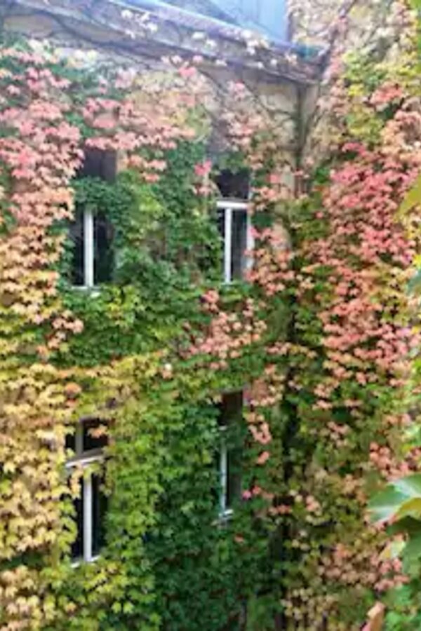 Unser Innenhof im Herbst