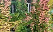 Unser Innenhof im Herbst