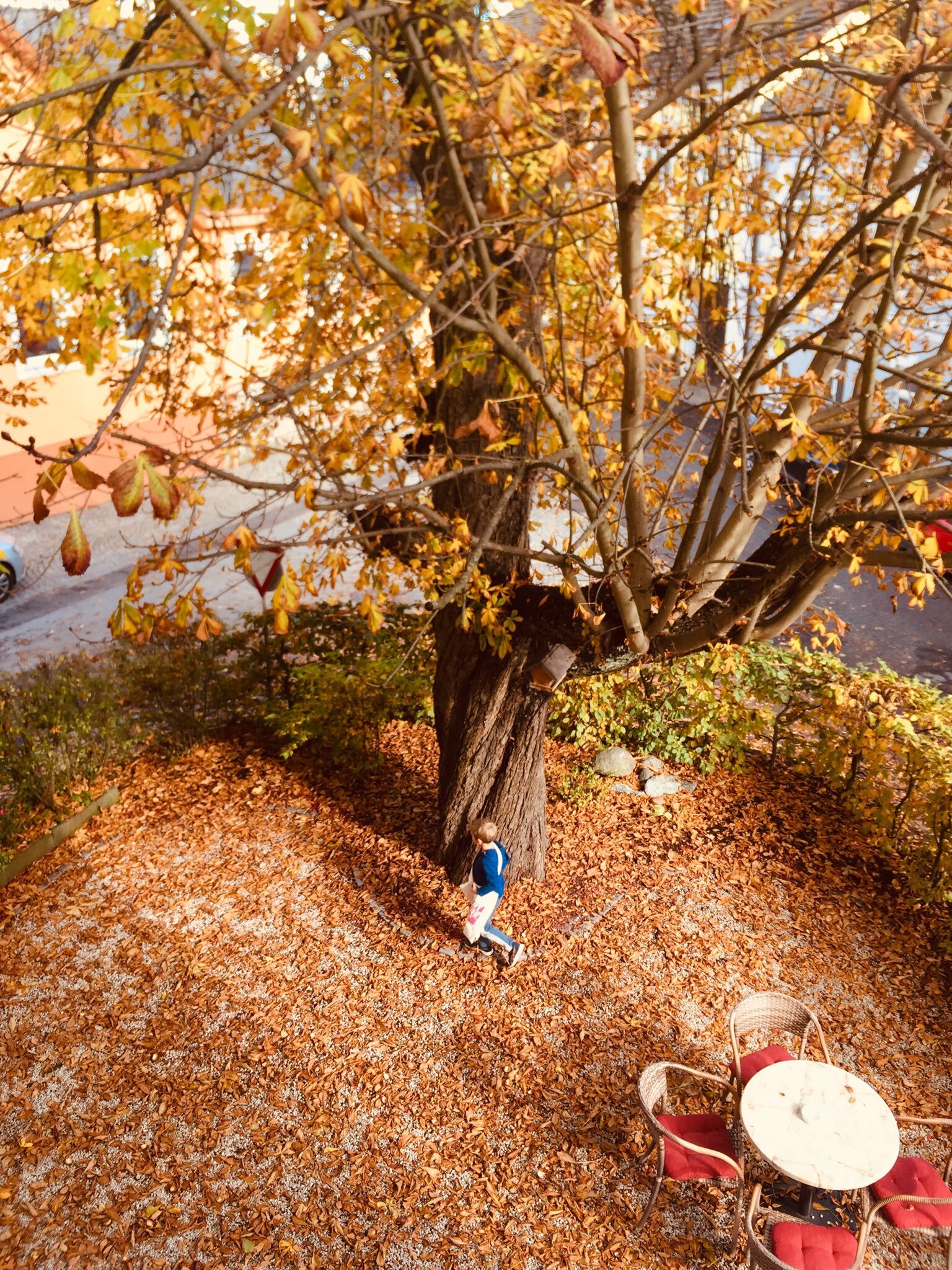 Katanienbaum im Gastgarten: Aussicht Schlafzimmer1 und Wohnzimmer