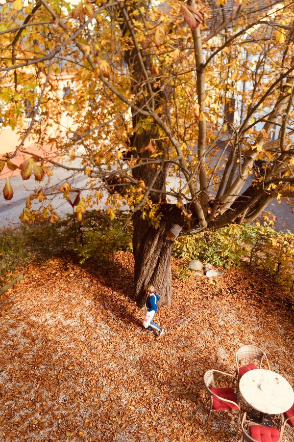Katanienbaum im Gastgarten: Aussicht Schlafzimmer1 und Wohnzimmer