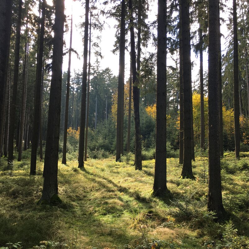 Wald
