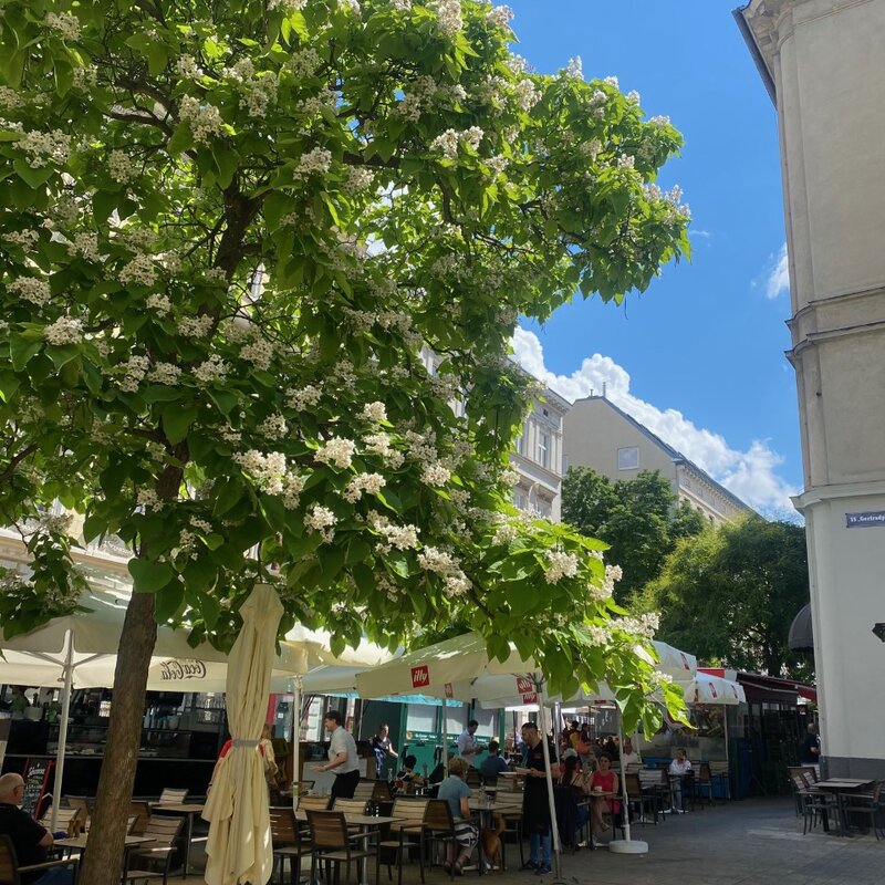 Kutscherkermarkt - one of the restaurants