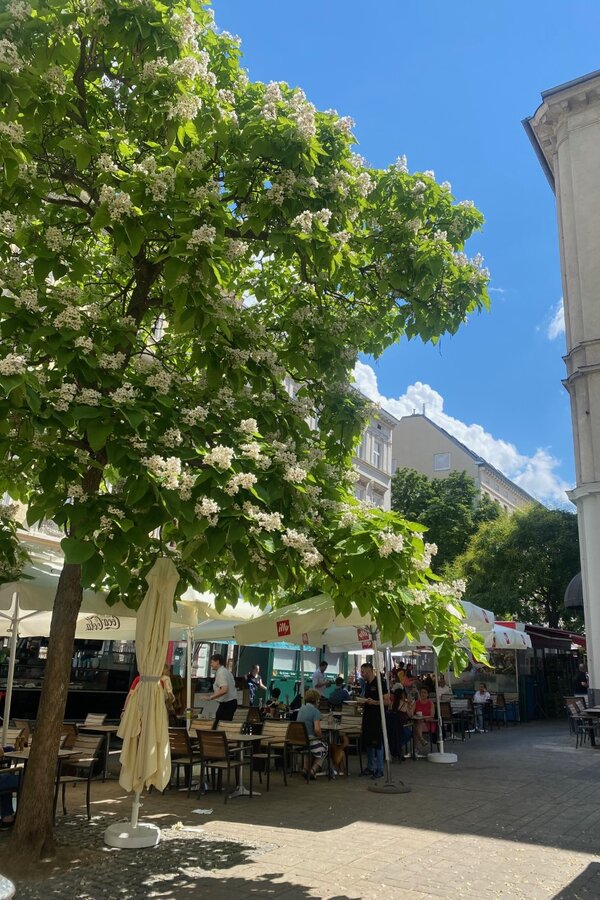 Kutscherkermarkt - one of the restaurants