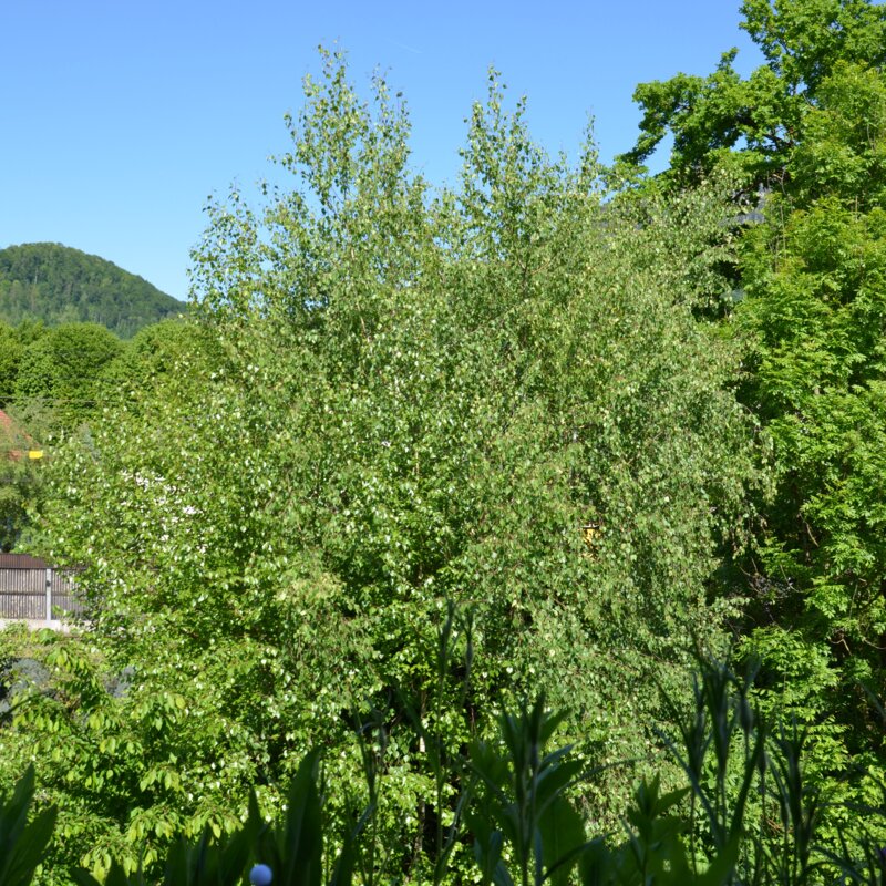 die Bäume so im Wachstum, das man den Gaisberg fast nicht mehr erkennt ;)