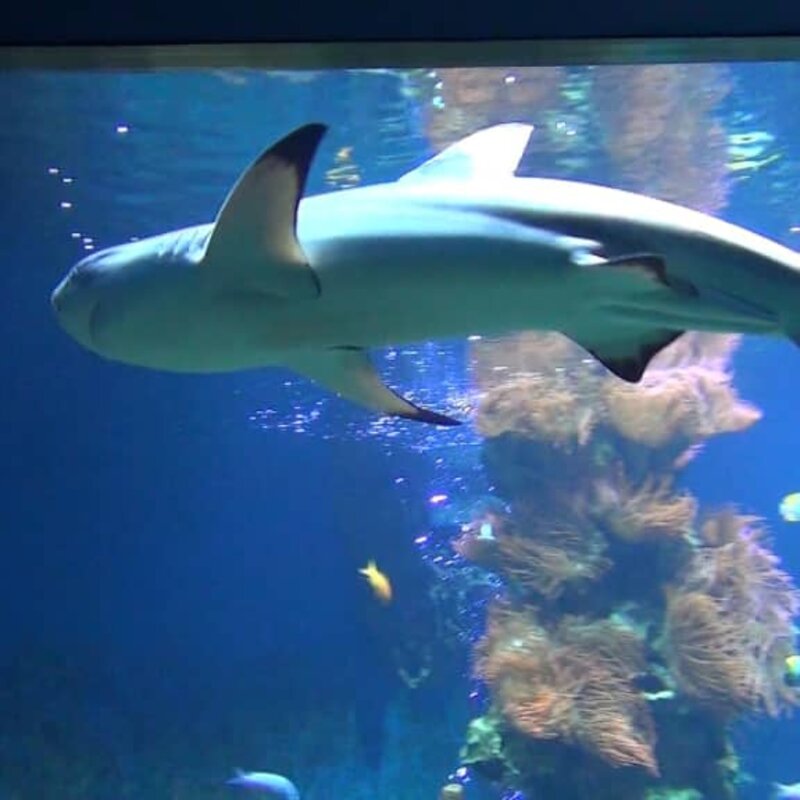 The famous nature museum scores particularly well in bad weather