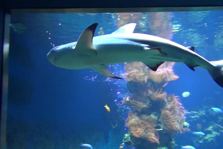 The famous nature museum scores particularly well in bad weather