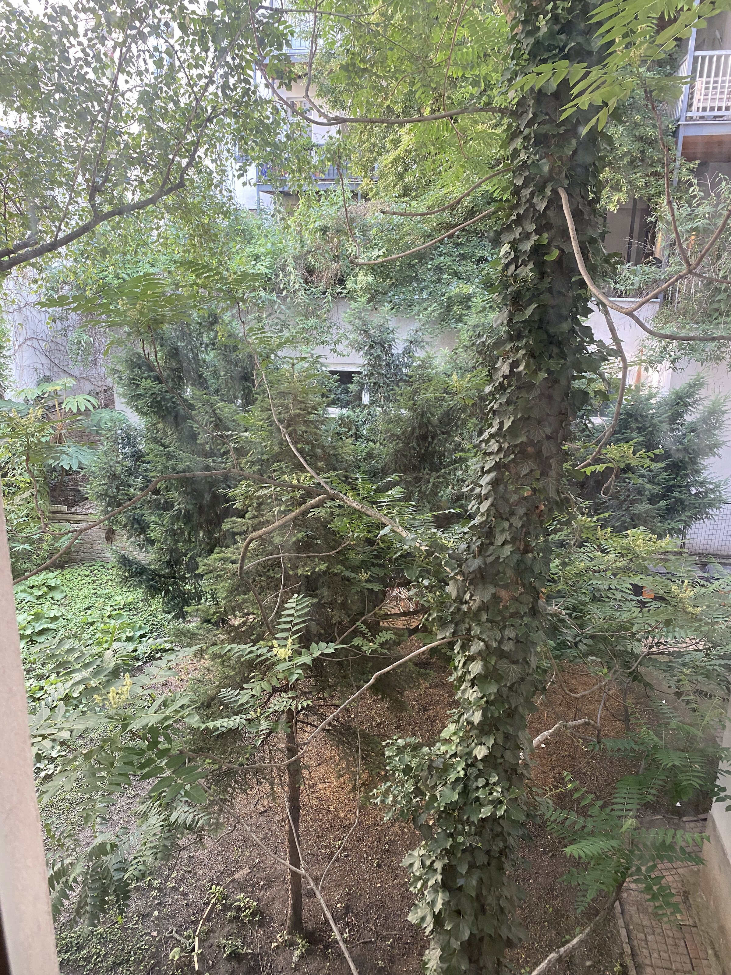 view from the bedroom