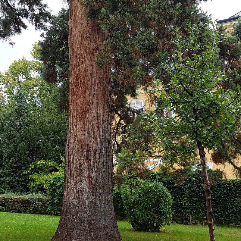 alte Bäume | © Martin Sigmund