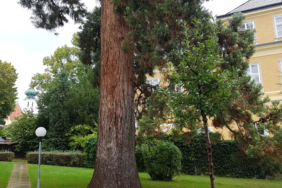 alte Bäume | © Martin Sigmund