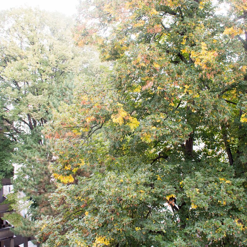 Grüner Innenhof | © Kurzzeitmiete