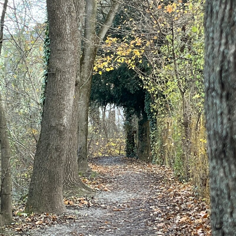 Rad- und Spazierweg am renaturierten Liesingbach | © Zsuzsanna M.-J.