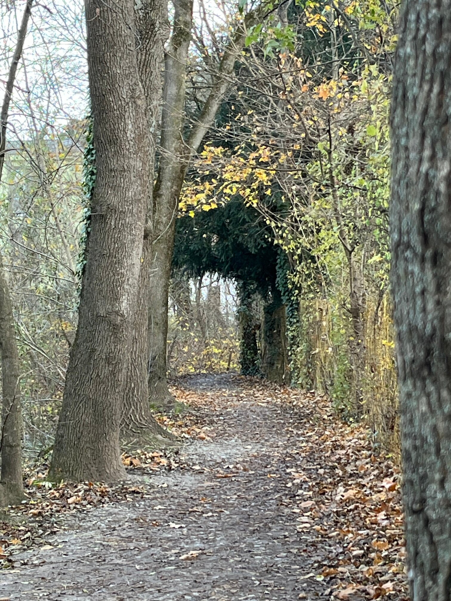 Rad- und Spazierweg am renaturierten Liesingbach | © Zsuzsanna M.-J.