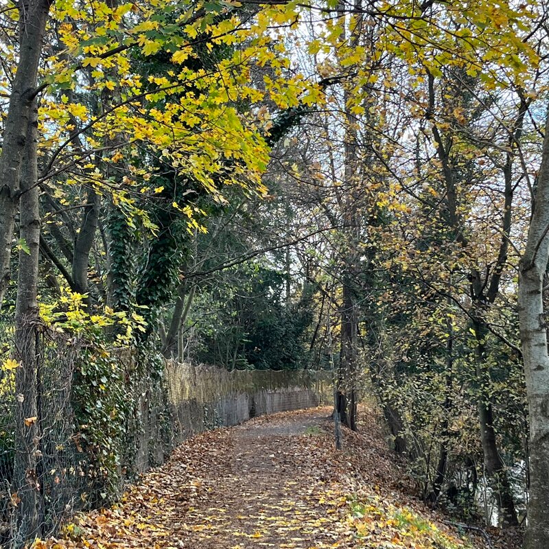 Rad- und Spazierweg am renaturierten Liesingbach | © Zsuzsanna M.-J.