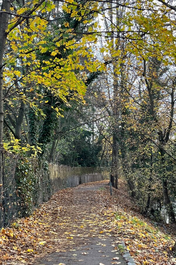 Rad- und Spazierweg am renaturierten Liesingbach | © Zsuzsanna M.-J.