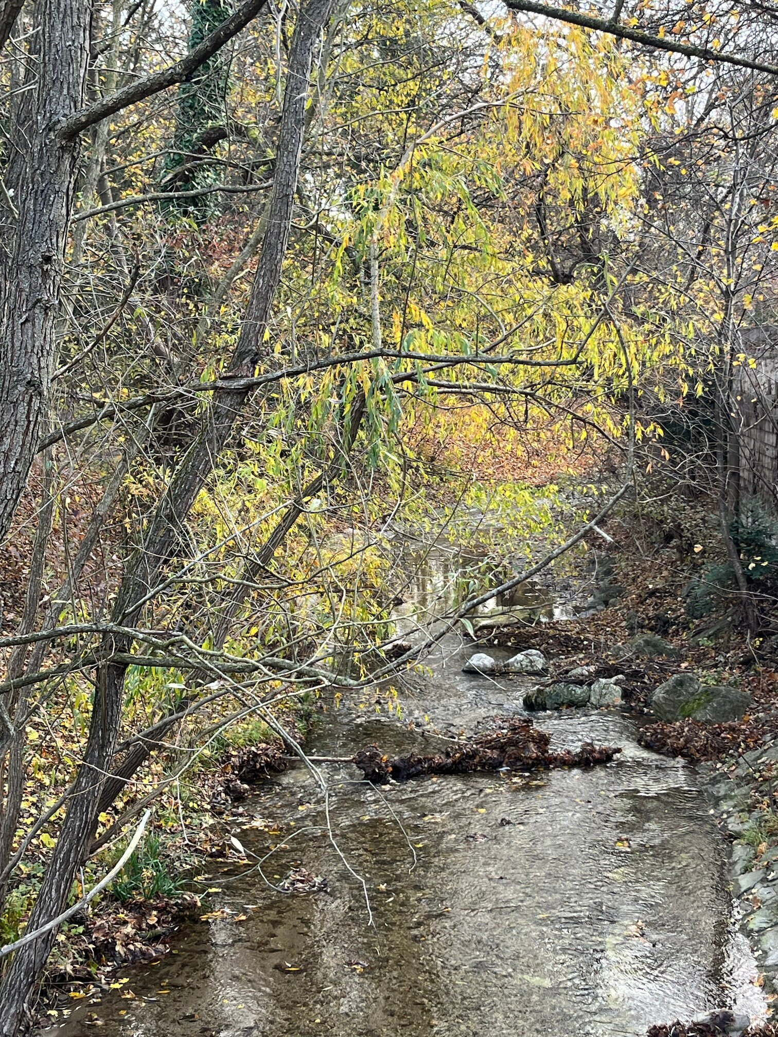 Liesingbach | © Zsuzsanna M.-J.