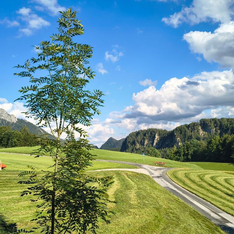 Grüne Alpenlandschaft mit Bergblick: 3-Zimmer Wohnung, Kurzzeitmiete & Wohnen auf Zeit für 1 bis 6 Monate in Thalgau