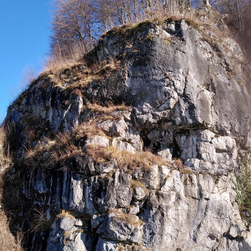 Manchmal schaut eine Gemse beim Frühstück zu | © Maria Melnitzky-Ekhator